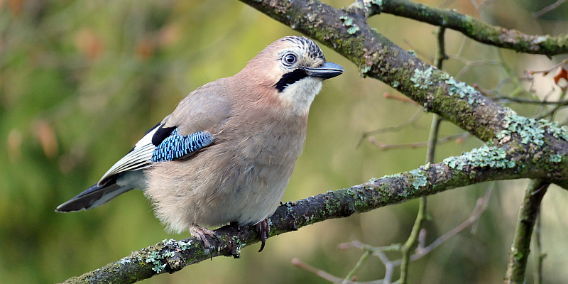 NABU: 11. „Stunde der Wintervögel“ vom 8. bis 10. Januar