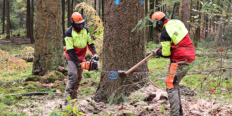 Der Mondstand bestimmt den Fälltermin: Aus Douglasien-Stämmen entsteht im Solling ein massives Blockbohlenhaus