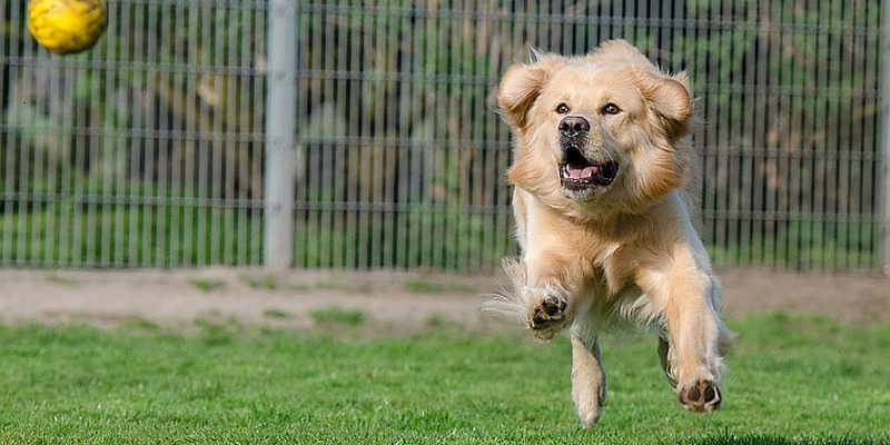 Landesregierung unterstützt Tierheime in Zeiten von Corona