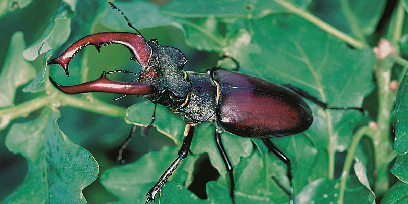 Der „kleine König“ der Wälder