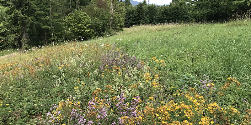 Vegetationsführung am Burgberg: Triftwege am Kahlebrink, mediterranes Flair und Naturschutz