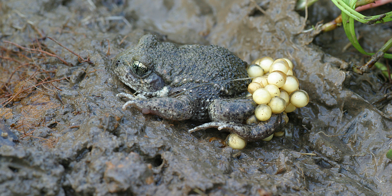 Wenn der Glockenfrosch im Reiherbachtal ruft: Hilfe für Geburtshelferkröten im Hutewald Solling der Niedersächsischen Landesforsten