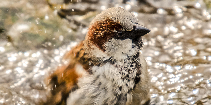 Welche Vogel Sind Noch Da Nabu Und Naju Rufen Zur