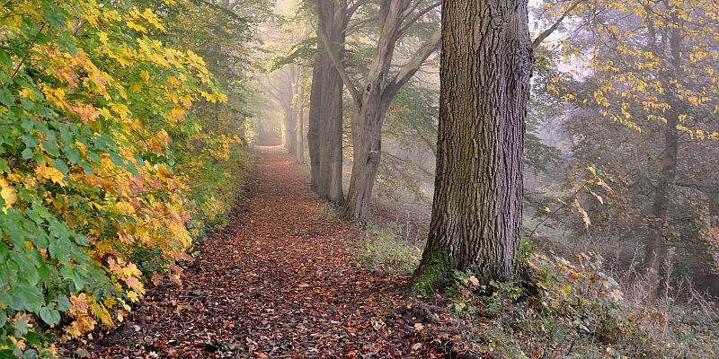 Wilder Wander- und Radfahrspaß: Aktiv in der herbstlichen Solling-Vogler-Region im Weserbergland